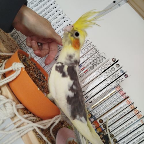 Calopsitte élever main à vendre #3