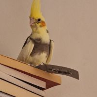 Calopsitte élever main à vendre #0