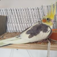 Calopsitte élever main à vendre #4