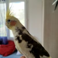 Calopsitte élever main à vendre #5