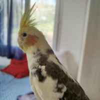 Calopsitte élever main à vendre #6