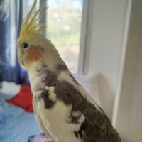 Calopsitte élever main à vendre #7