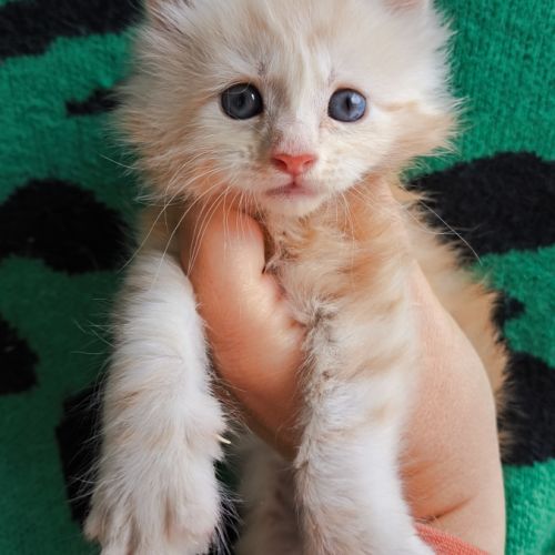 Chatons maine coon's loof #1