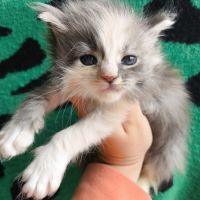Chatons maine coon's loof