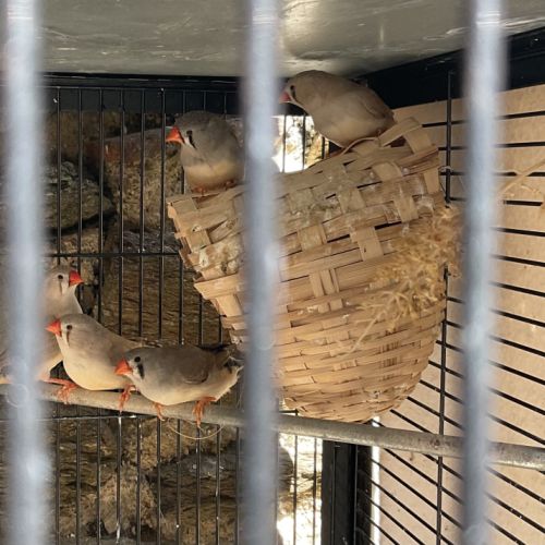 Cède diamant mandarin mâle et femelle #2