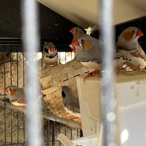 Cède diamant mandarin mâle et femelle #0