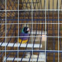 Cède diamant mandarin mâle et femelle #1