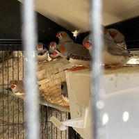 Cède diamant mandarin mâle et femelle #3