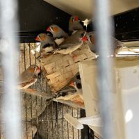 Cède diamant mandarin mâle et femelle #5