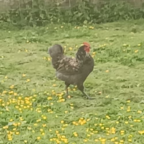 Coqs basse cour #1