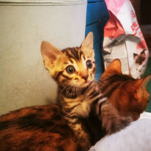 Adorables chatons bengals #1