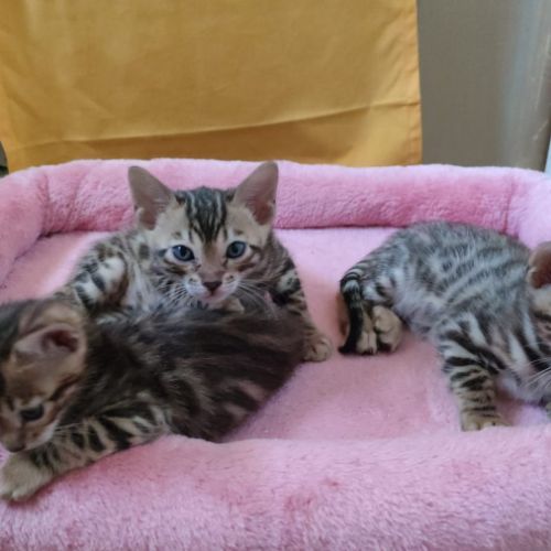 Adorables chatons bengals #3