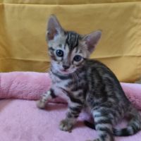 Adorables chatons bengals