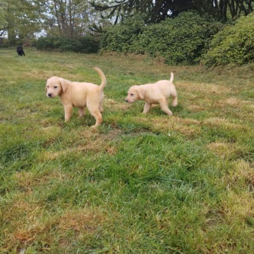 Labradors lof noir et jaune disponible #2