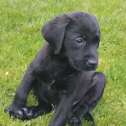 Labradors lof noir et jaune disponible #4