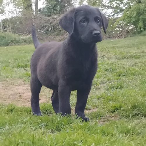 Labradors lof noir et jaune disponible #5