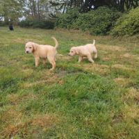 Labradors lof noir et jaune disponible #2