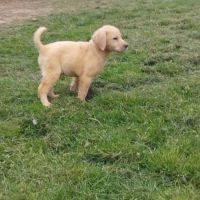 Labradors lof noir et jaune disponible #3