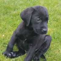Labradors lof noir et jaune disponible #4