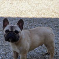 Bouledogue francais lof #1