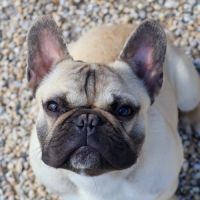 Bouledogue francais lof #2