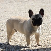 Bouledogue francais lof