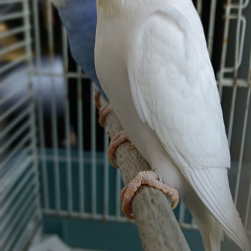 Vend couple de perruches ondulées #3