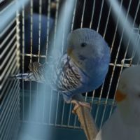 Vend couple de perruches ondulées #1