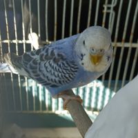 Vend couple de perruches ondulées #2