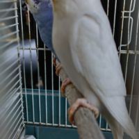 Vend couple de perruches ondulées #4