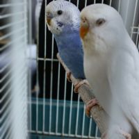 Vend couple de perruches ondulées #5