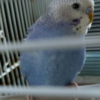 Vend couple de perruches ondulées #6