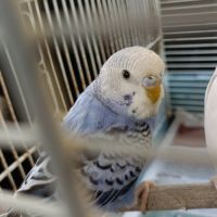 Vend couple de perruches ondulées #7