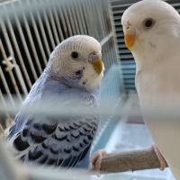 Vend couple de perruches ondulées #8