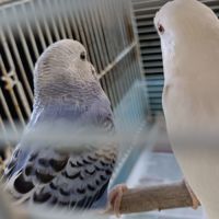 Vend couple de perruches ondulées