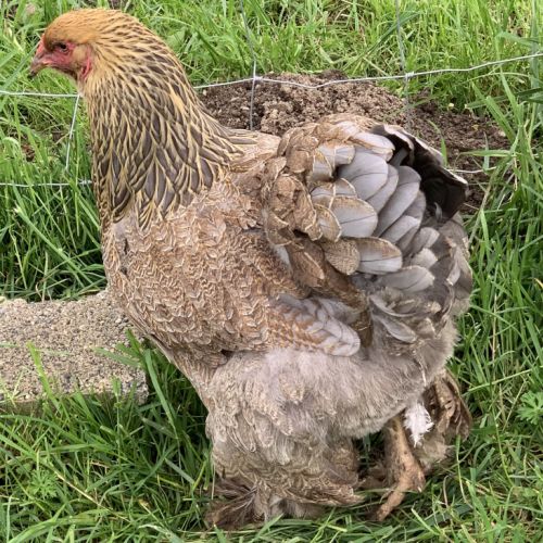 Deux poules et un coq brahma #2