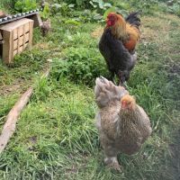 Deux poules et un coq brahma #1