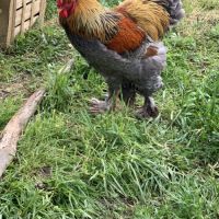 Deux poules et un coq brahma #3