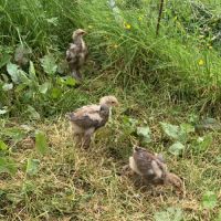 Deux poules et un coq brahma
