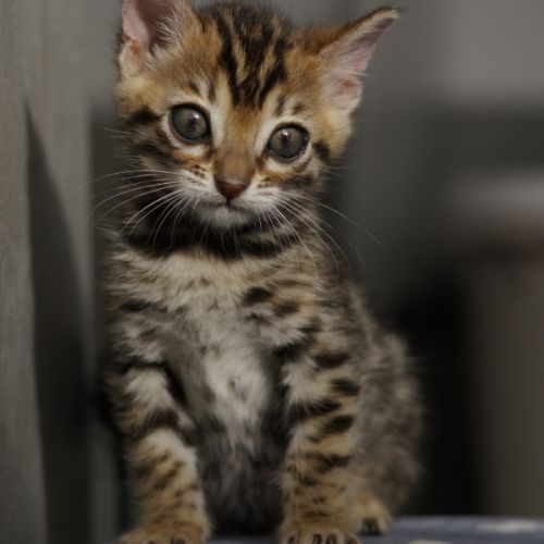 Adorable femelle bengal