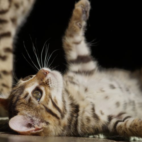 Adorable femelle bengal #2