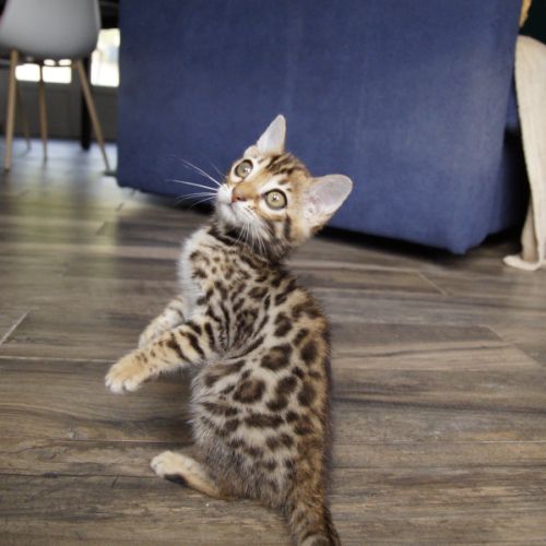 Adorable femelle bengal #3