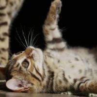 Adorable femelle bengal #2