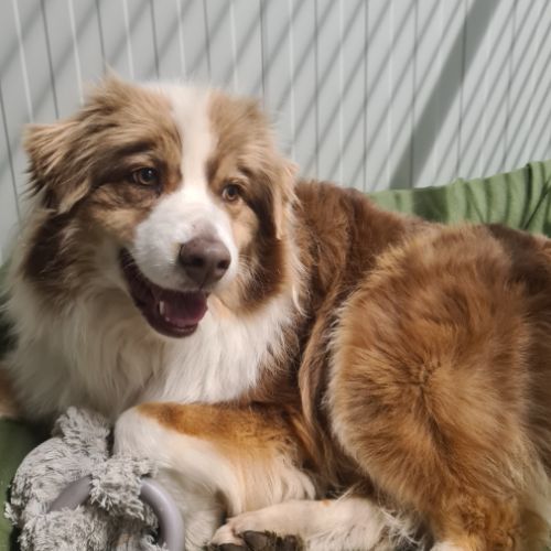 Moon berger australien lof #3