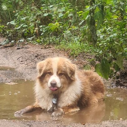 Moon berger australien lof #4