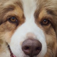 Moon berger australien lof