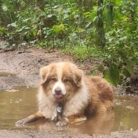 Moon berger australien lof #4