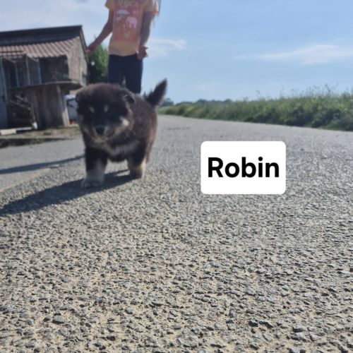 Finnois de laponie #1