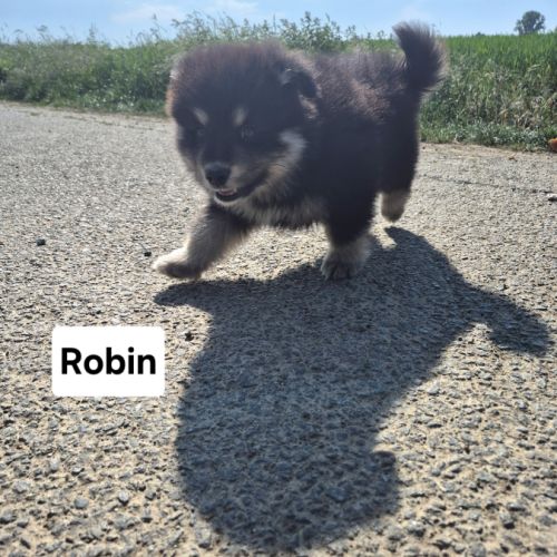 Finnois de laponie #3