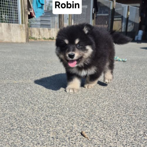 Finnois de laponie #4